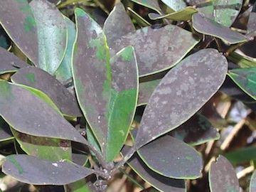 すす病の原因や特徴は？すす病になった時の対処法や予防法はどうすればよい？LOVEGREEN ラブグリーン