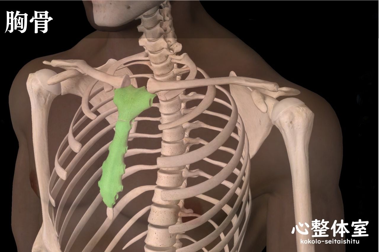 肋骨と胸椎のしくみ 骨格 横図 医療のイラスト素材120729815- PIXTA