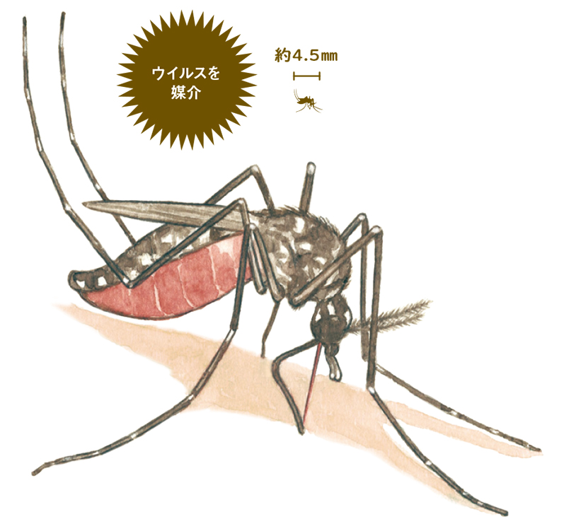 ブタに噛まれた⁉️』 ✨ 連日、早起きして庭の草刈りしてたら 左足が痒くて痒くて見てみたら 何かに刺された？噛まれた？跡のようなものがあって、みるみるうちに腫れてくるし、痛いし😣✨ たぶん、ブトに噛まれたんかな、と。 地域によっては、ブユ・ブヨなどと呼び名が