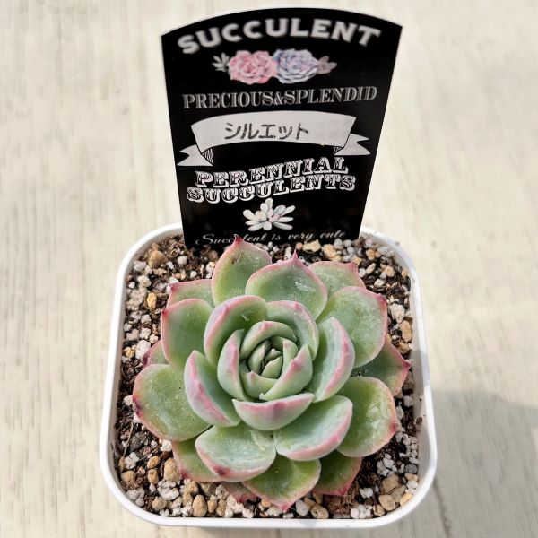 多肉植物 ❣️シルエット❣️韓国苗育成 抜き苗 b49 - メルカリ