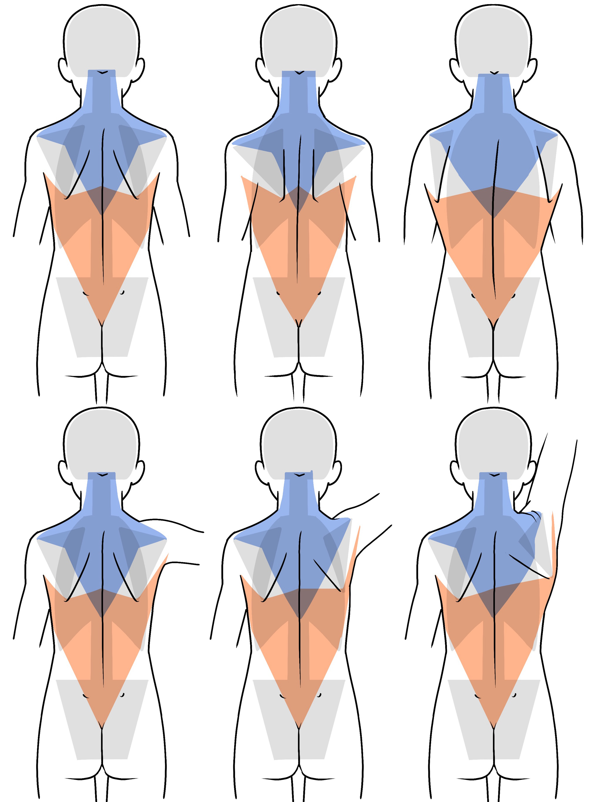 3つのパーツだけ覚えよう！シンプルに考える背中の描き方いちあっぷ