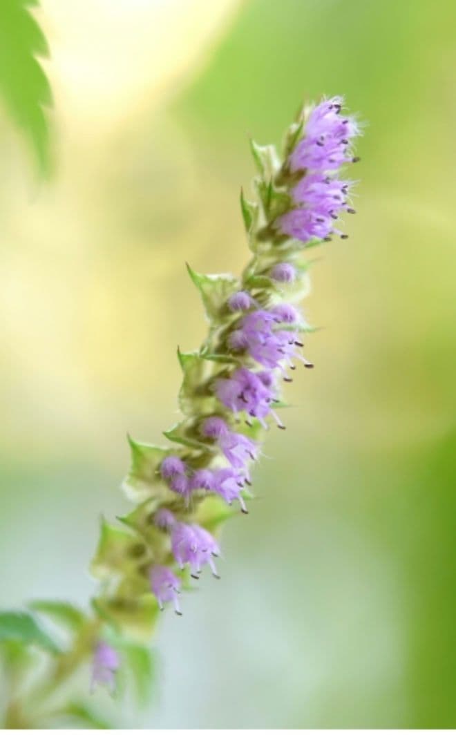 ナギナタコウジュ