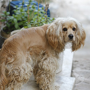 老犬介護・高齢犬のケア - 介護老犬ホーム Tierheim noah ティアハイム・ノア