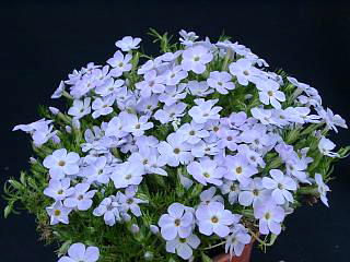 フロックスの育て方きれいな花を咲かせる栽培のコツや増やし方植物とあなたをつなぐPlantia