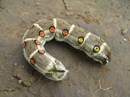 里芋を植えると出てくる幼虫 強敵 を対処する方法 – もやっと菜園