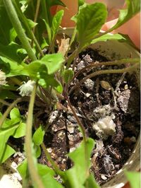 斑点病ガーベラ キク科 病害情報調べるタキイ種苗株式会社