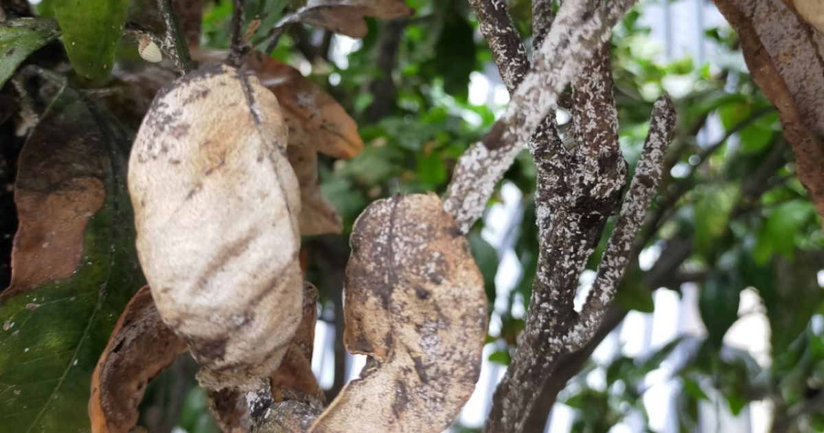 高さ5メートルほどのモチノキに下から頂上まで葉と枝にスス病が 園芸相談Q＆Aみんなの趣味の園芸