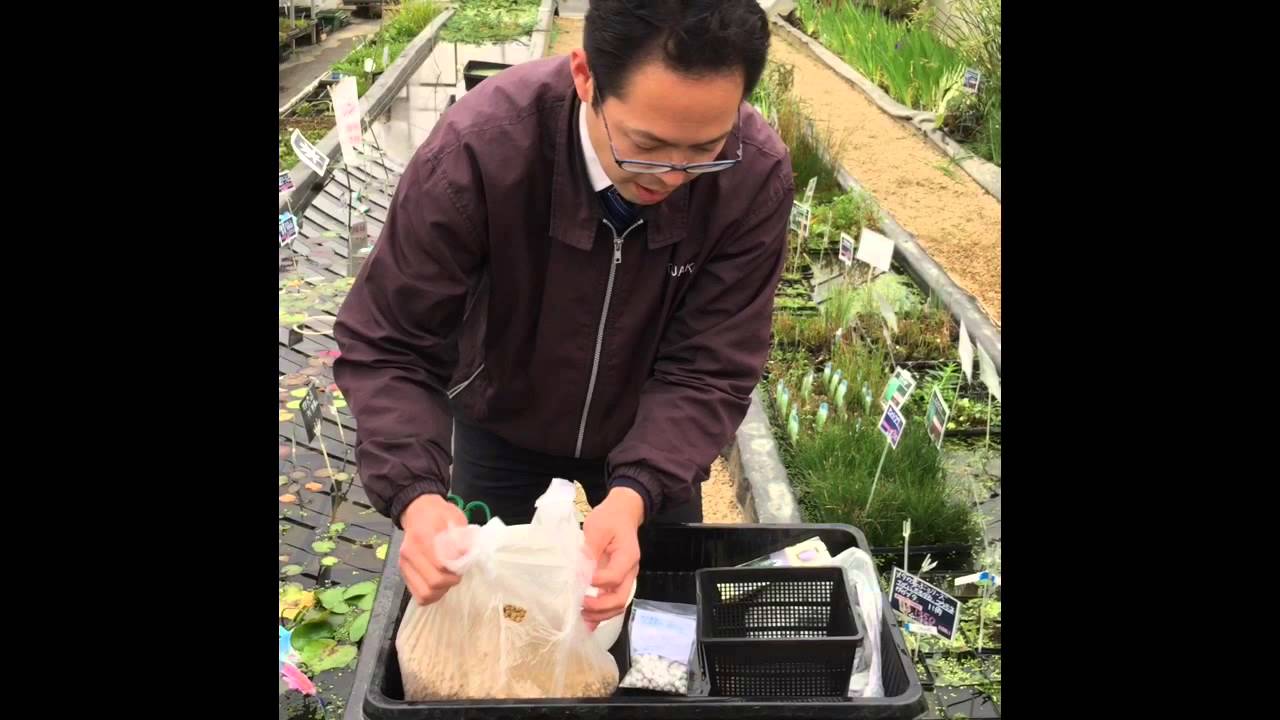 温帯スイレンの植え替え プランター栽培編