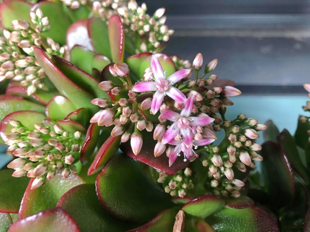 このような状態になってしまった、金の成る木の復活方法を教えてください- Yahoo!知恵袋