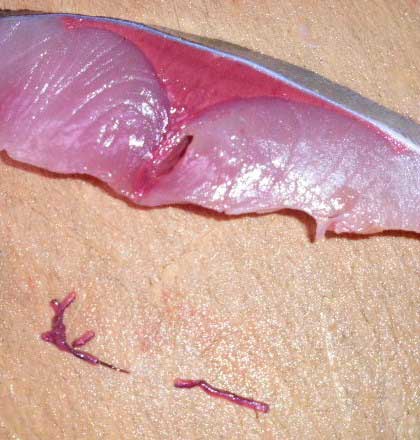 川魚の寄生虫について - 源流ボーイズブログ