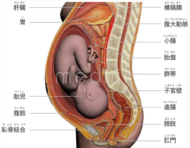 妊活中の方へ妊娠の仕組みを知っておきましょう不妊子宝相談、生活習慣病、めまい、咳、胃腸症状が得意な坂重薬局