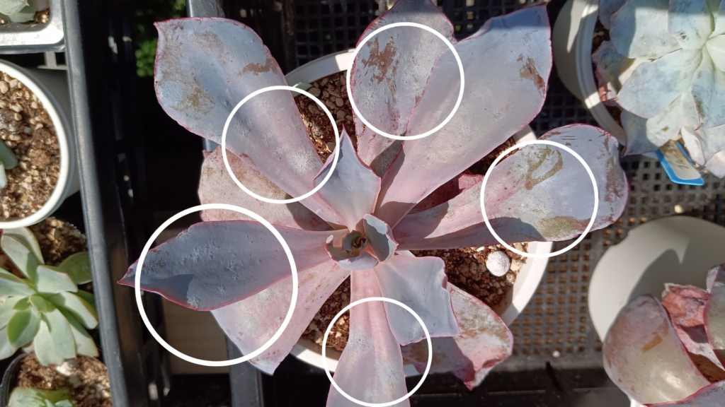 多肉植物がうどんこ病にかかってしまった時の対処法！我が家の害虫予防と病気治療法のご紹介happy succulent life