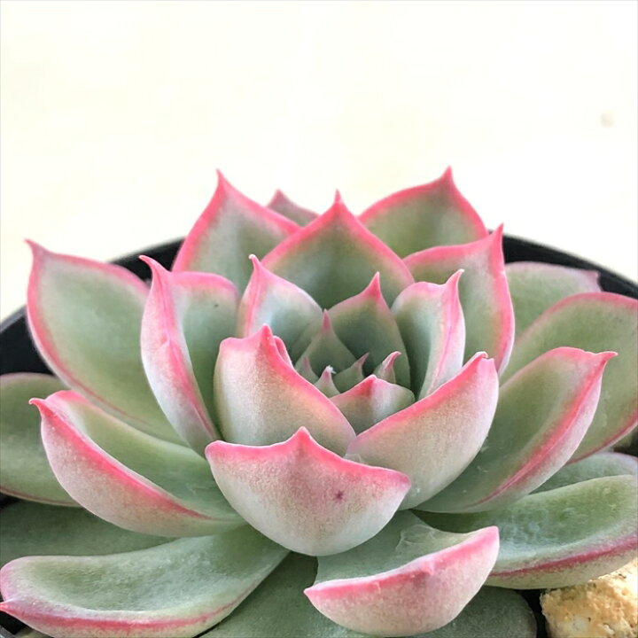 多肉植物 「桃太郎」！多肉植物の美しさと増やし方を徹底解説多肉屋３６５