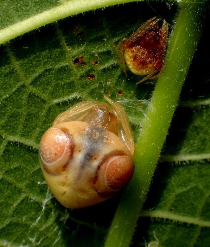 実は車のボディに大敵！とっても恐いクモのフン白河市・棚倉町の洗車専門店洗車タイヤコーティング石油ボイラーのお役立ち情報白河市、東白川郡のガソリンスタンド藤田燃料ブログ
