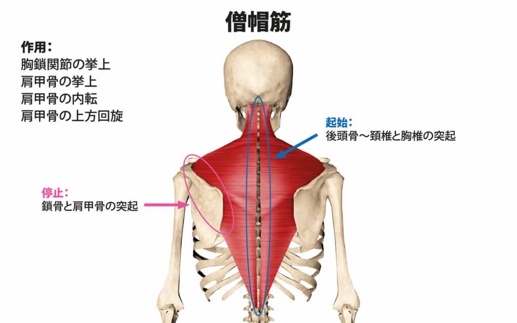 肩甲骨」の意味や使い方 わかりやすく解説 Weblio辞書