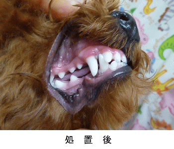 歯科医師開発！ ワンちゃんの歯石除去、デンタルケアにおすすめ犬猫 歯の黄ばみ 歯石 除去 歯磨きEDOG JAPAN マジック ゼオデイリー 40cc4562423930440ペットスタジオ