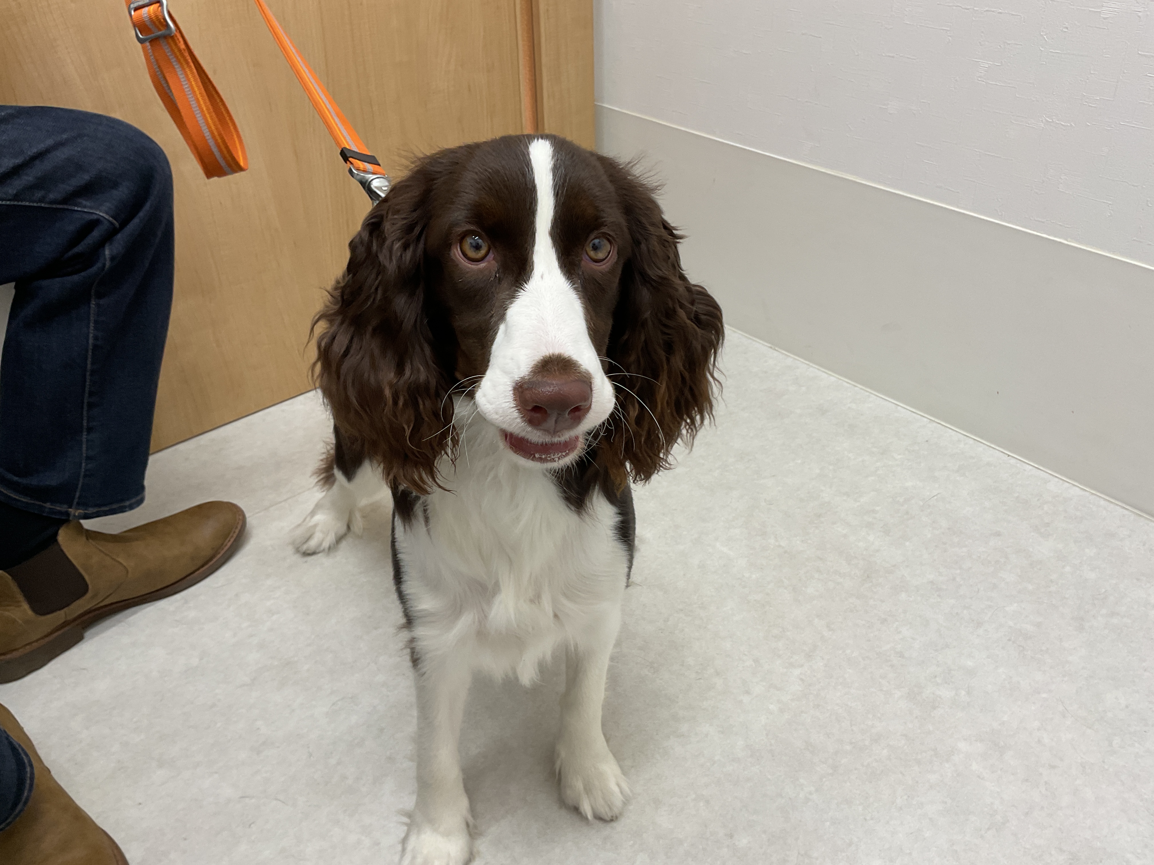 いい物み〜っけ✨巨大食道症という難病になった愛犬 ダイズ君の為に抱っこ紐∩ˊᵕˋ∩ ・* 食後30分、水分摂取後の誤嚥を防ぎお散歩での興奮も抑えられる♡ 唾液でも誤嚥性肺炎を起こしてしまうし 13歳のダイズ君の顔まわりは 体重減少に伴いお肉が一気に無くなり