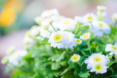 アーモンドの花 3月中旬撮影 2020、2019年 路上観賞 と 2020年 花と緑の広場K U R A D A S H I