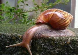 世界最大のカタツムリ・アフリカマイマイのぬめりを完全に取り去るには○○が有効だった野食ハンマープライス