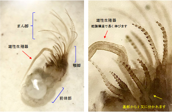 巨大フジツボ - 佐藤真珠