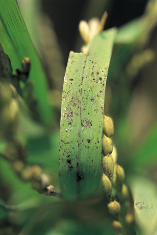 越冬中の 「ツマグロオオヨコバイ」 見～つけた！！: シニアナナ・思考徒然