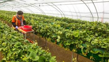 農業初心者の材木屋がいちご栽培に参入するためにビニルハウス設備を低コストで自作してみた西粟倉森の学校