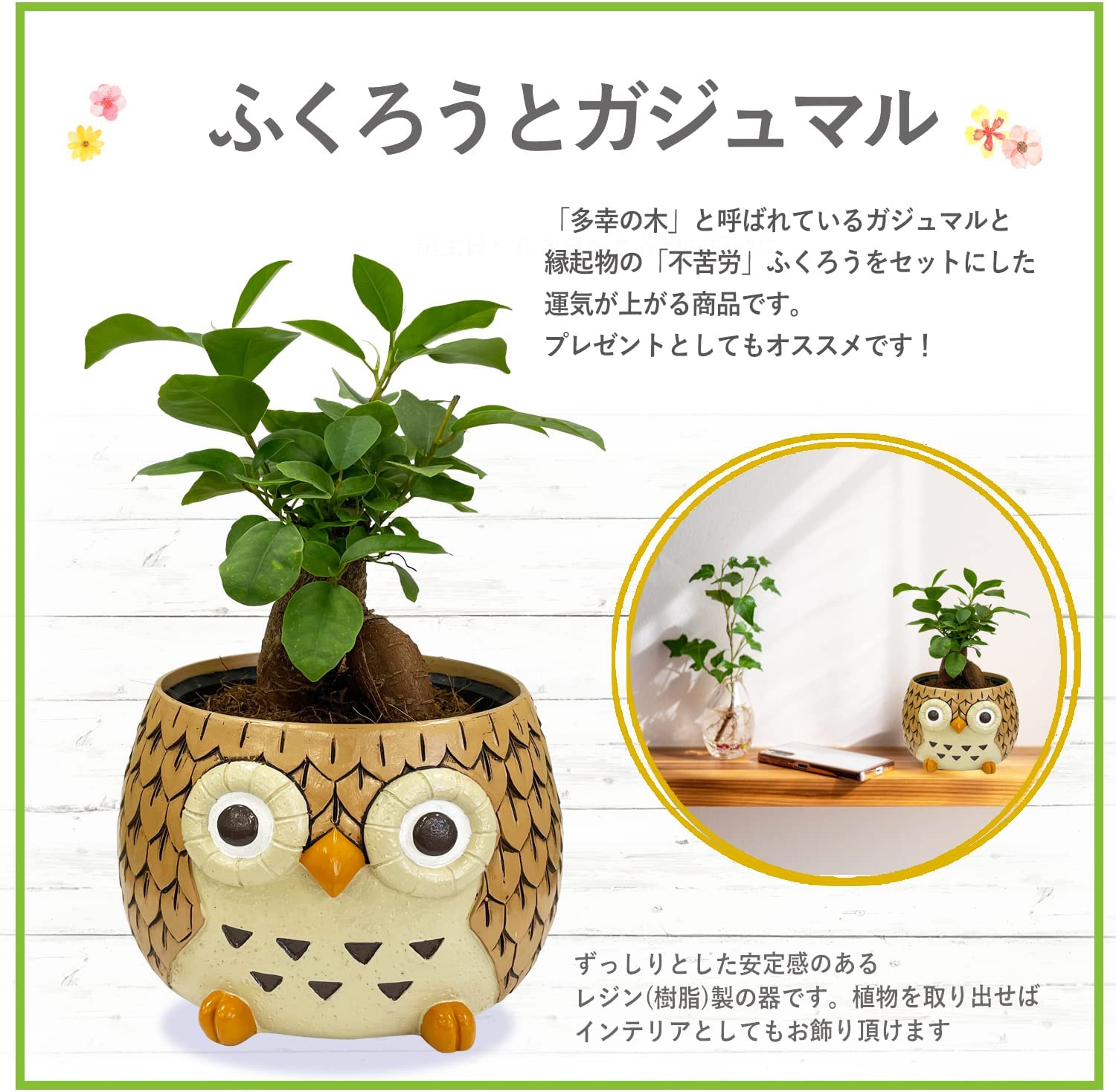 GREENGLASS ホーム＆キッチン ガジュマル 開運観葉植物