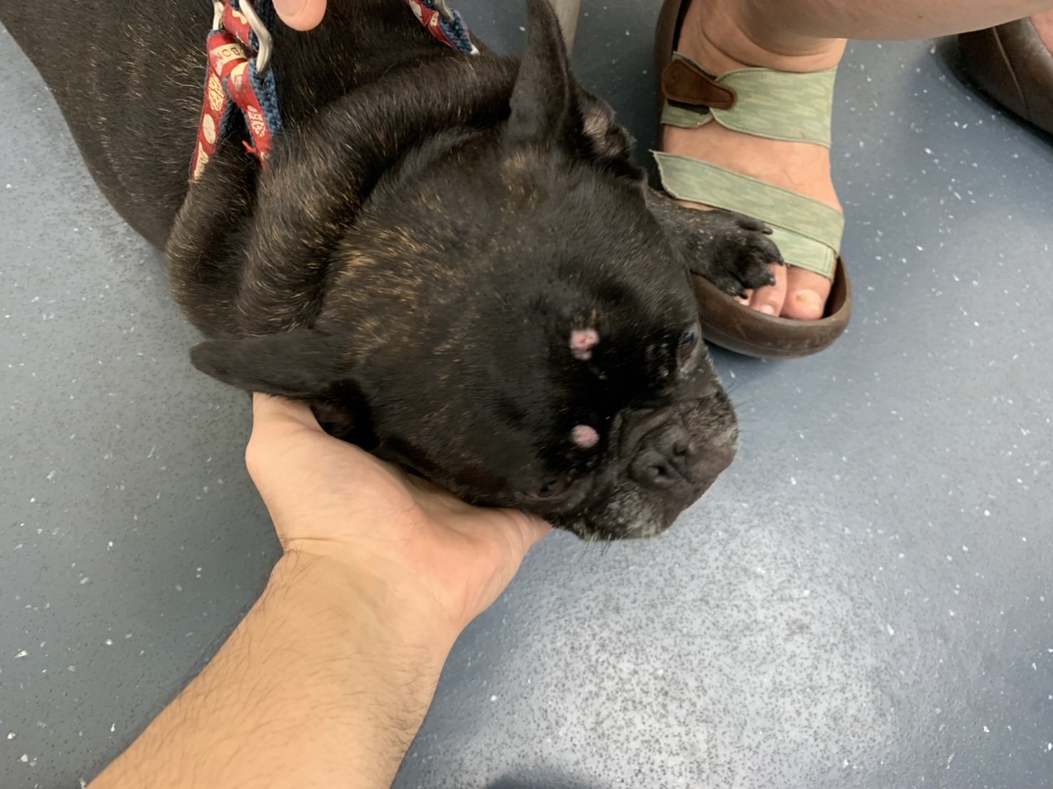 湘南どうぶつ病院痒い皮フを治したい！！ -湘南どうぶつ病院