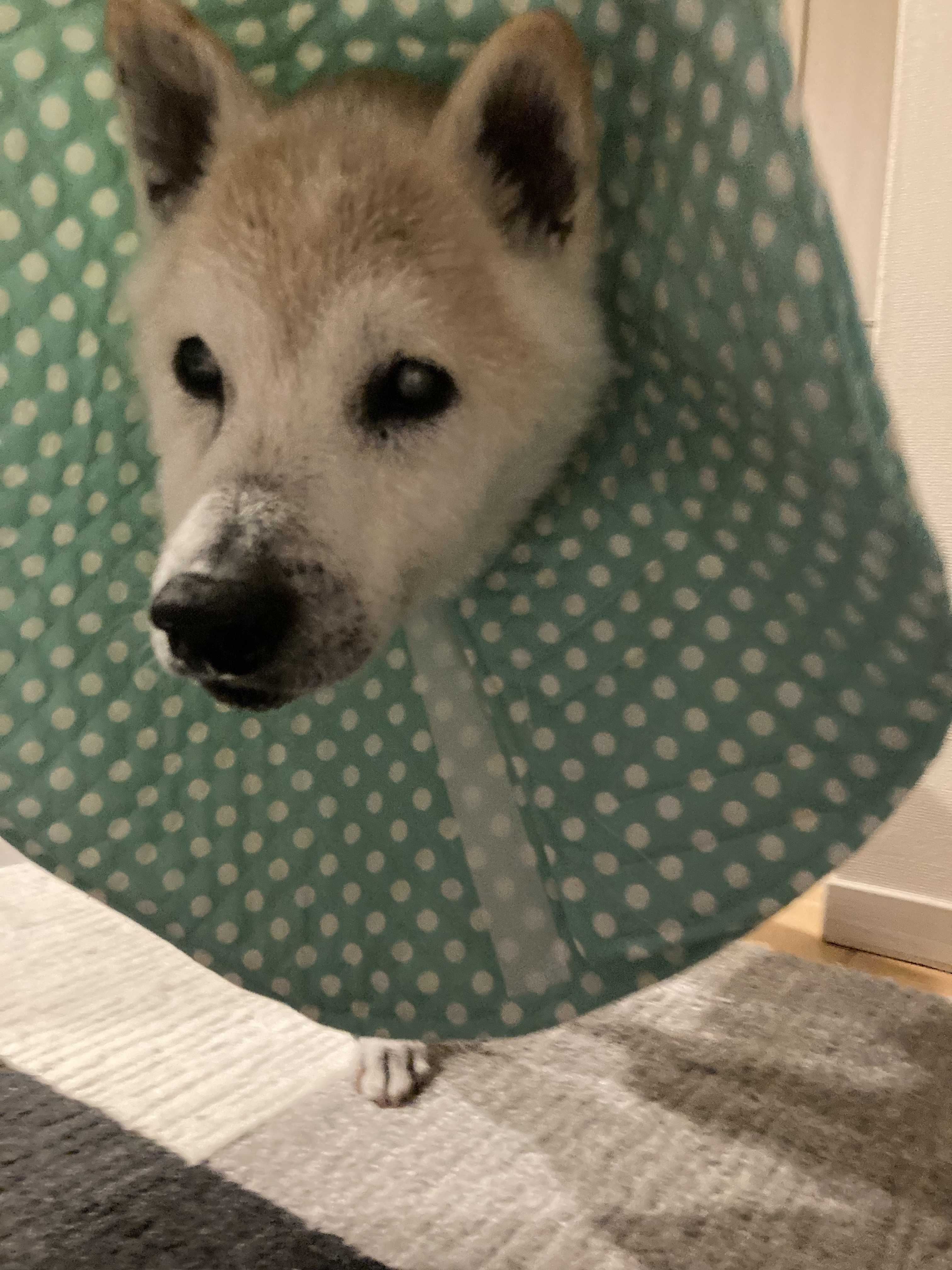 エリザベスカラーの 適当な 作り方 - ヘタレ縫い録