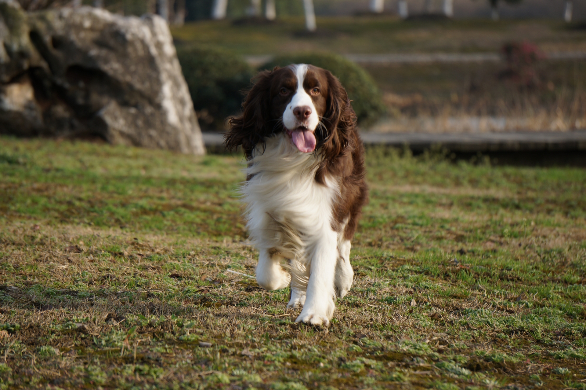 イングリッシュ・コッカー・スパニエルってどんな犬？性格や特徴についてご紹介 - 犬との暮らし大百科