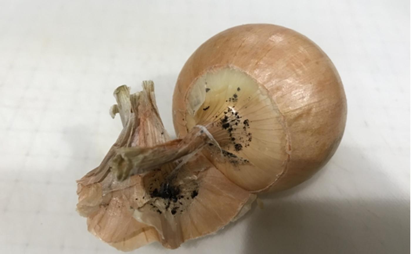 玉ねぎの表面に黒い点！？それ、カビかも？安全な見分け方と対処法ブログ岐阜のカビ取りならカビバスターズ岐阜