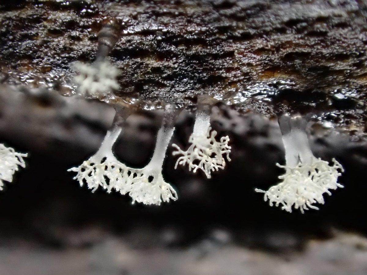 カビ？粘菌？ツノホコリ？ – 北海道研究林