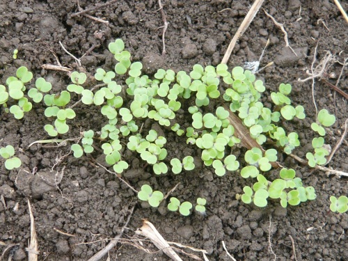 ルッコラの育て方初心者はプランター栽培から始めてみよう – UETE