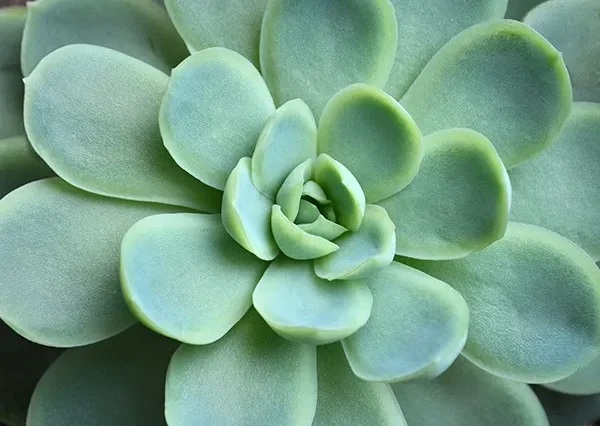 多肉植物が伸びすぎたら 環境改善とカット方法で理想の形に！ – 多肉植物の通販・販売サイト tawawa