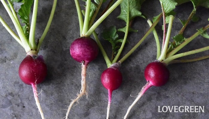 ラディッシュは葉っぱごとサラダに！辛み＆苦みを感じないレシピをご紹介