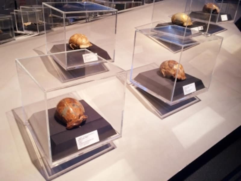 北京原人の逆襲』私史 ―怪獣映画少年はいかに本作を愛したのか―洋画専門チャンネル ザ・シネマ