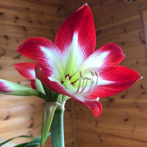 アマリリスの育て方球根栽培にチャレンジ！鮮やかな大輪の花を咲かせよう植物とあなたをつなぐPlantia