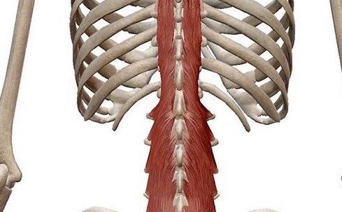 多裂筋の解剖学〜ゼロからわかる解剖学〜N.Pilates Education〜解剖学からわかる！効果の出るピラティスセミナ