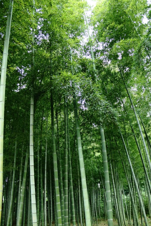 畝畦寺の御開帳の記録と創建の伝説～泰澄・龍神 あわら市福井県伝承浪漫