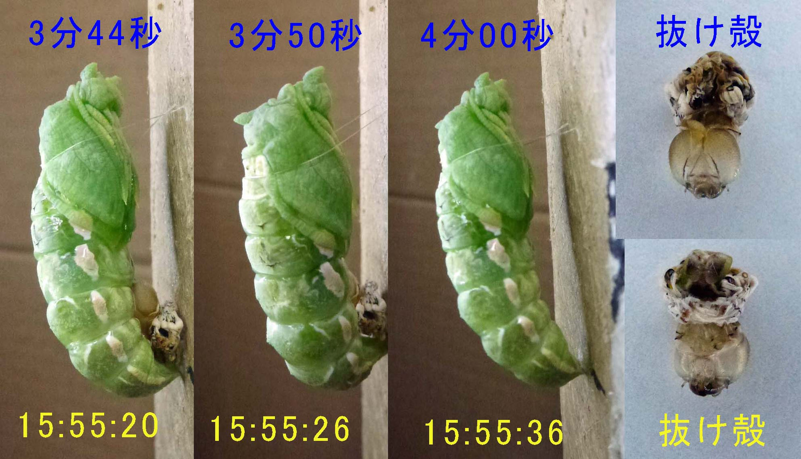 完全ガイド モンシロチョウの蛹の育て方・期間・色趣味のアゲハ館