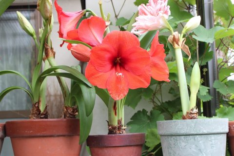 25年12月上中旬予約 アマリリス：マジックアマリリス・アマラン レモンスター 白の通販園芸ネット