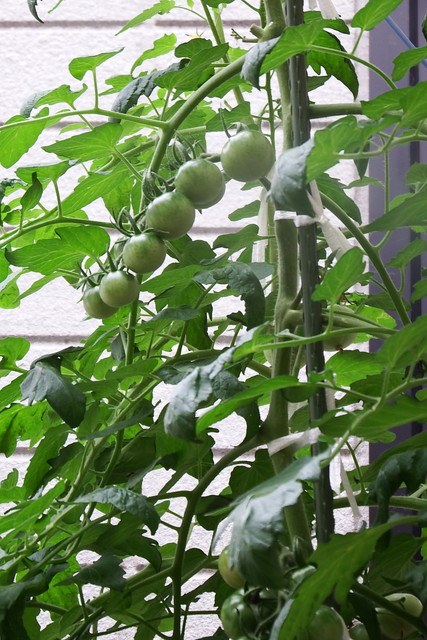 トマトの仕立て方‐1本仕立て、2本仕立て、3本仕立てのやり方を解説！eco-guerrillaの読みもの