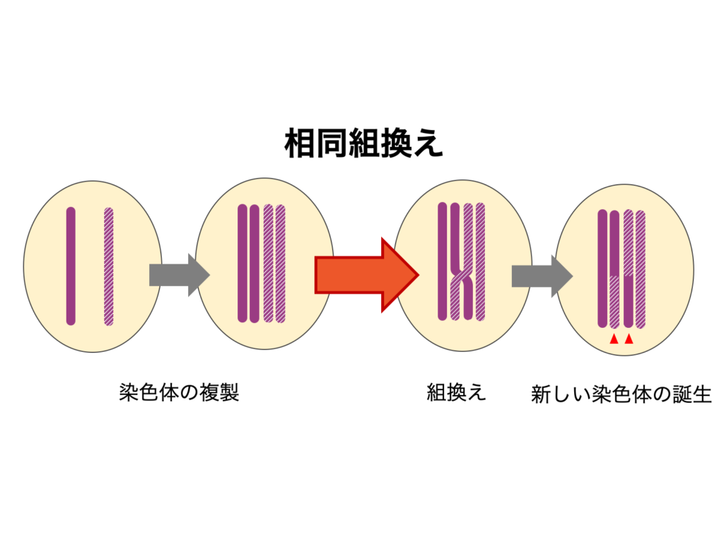 血友病の遺伝血友病について知りたいことヘモフィリアガーデン藤本製薬株式会社