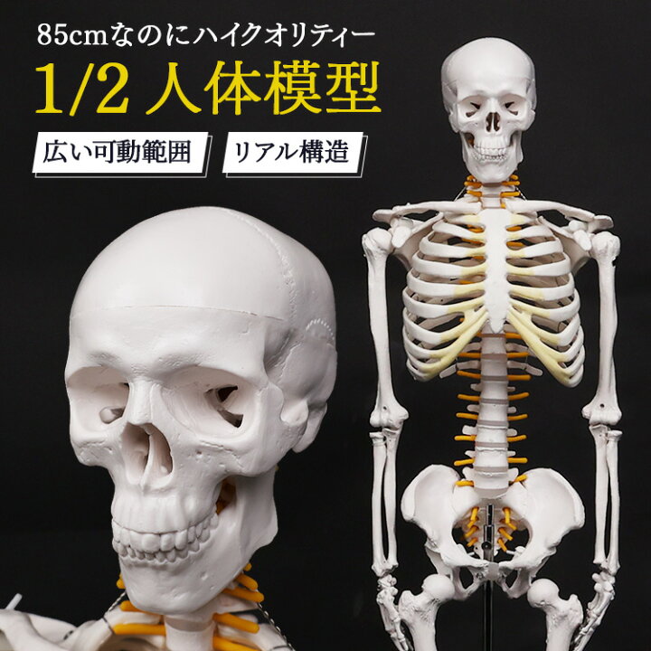 骨格標本、骨模型 人体模型 骨格模型 7ウェルネ 股関節 模型 実物大 間接模型