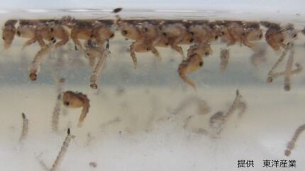 メダカの天敵ヤゴ！メダカ愛好家を悩ませる外敵！ヤゴにオロチダルマ稚魚が捕食されちまった。捕食されない屋外飼育方法にベアタンク！メダカを外敵から守ろう！安らぎAQUAちゃんねる