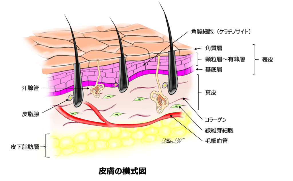 ウイルス性イボ尋常性疣贅- 上野御徒町ファラド皮膚科