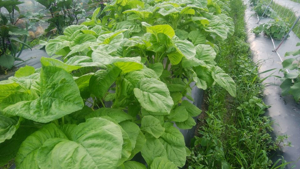 ヒユナ350g苋菜 野菜