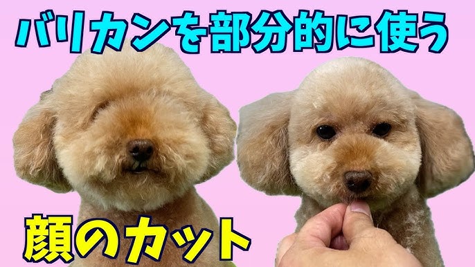 バリカン使った顔カット。ヒトリマーには向いてるの？ トイプードルのテディベアカット：トリミング