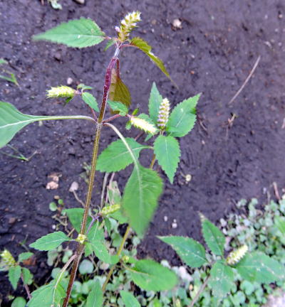 ナギナタコウジュ