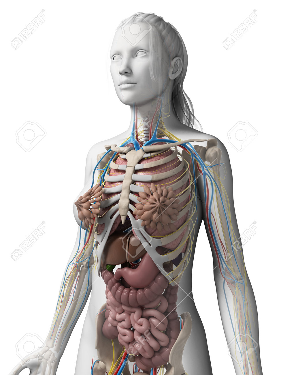 解剖学女性の生殖システムの断面図の写真素材・画像素材 Image 11713018